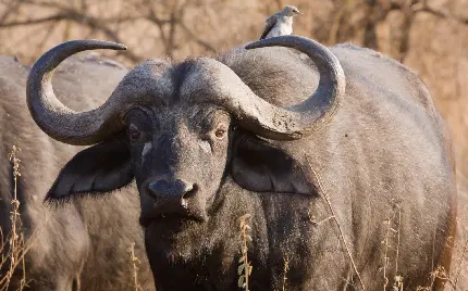 High Quality Photo Of American Buffalo In Natural Habitat
