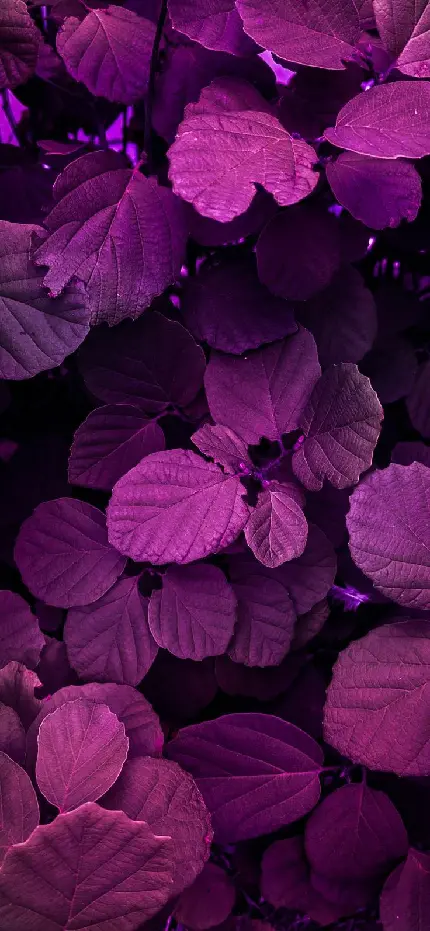 Trendy purple profile picture background 2022 color of the year