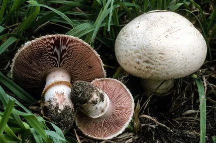White Button Mushroom Photo