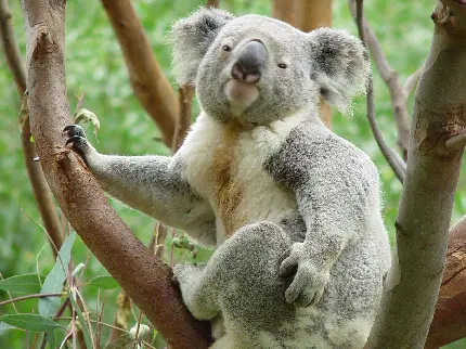 Attractive Koala Background in HD