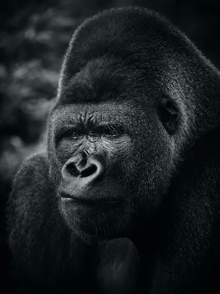 Black gorilla face profile picture HD quality