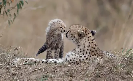 Cheetah and cub HD wallpaper and background image