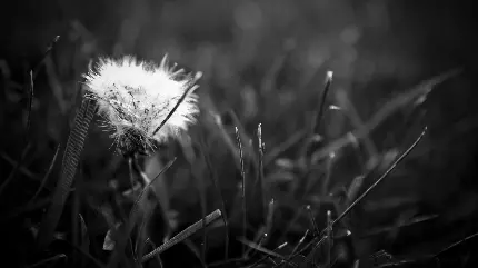 Black and White Flowers and Plants Desktop Wallpaper