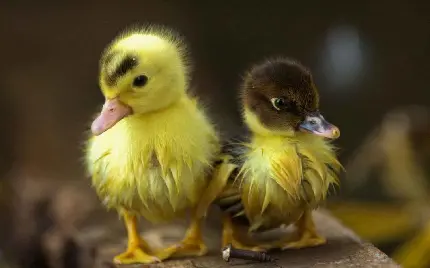 Two Color Duckling Photo for Unique Collections and Art
