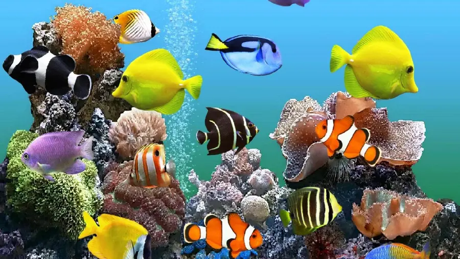 Full HD wallpaper of colorful ocean fish