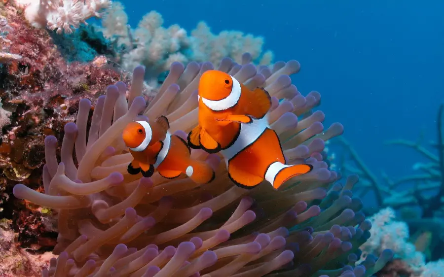 High quality background of two clown fish from the ocean fish