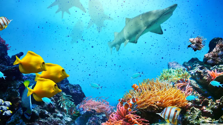 Sharks and yellow fish in the coral reef