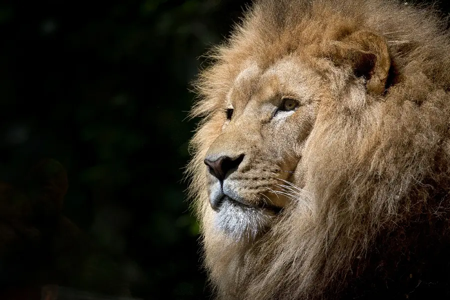 Download the latest lion wallpaper for mobile phone wallpaper