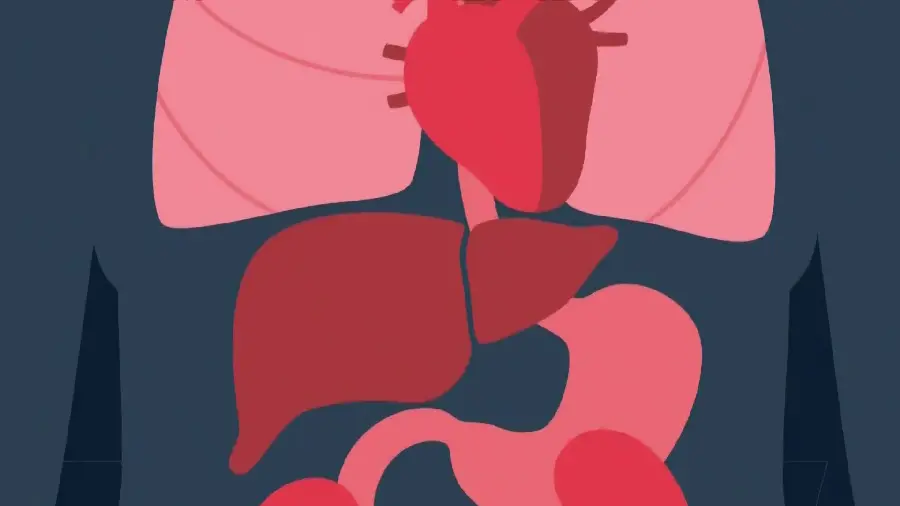 Human Liver Image Inside the Body