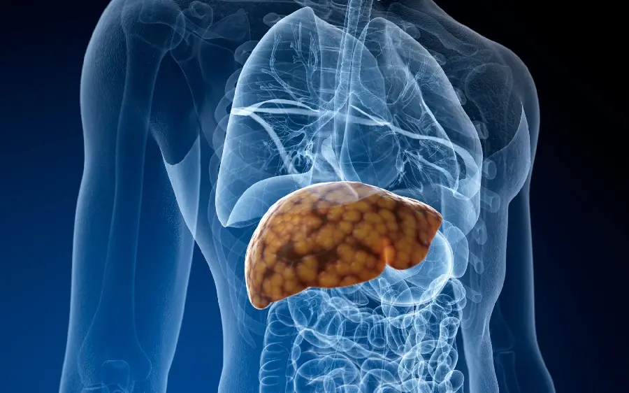 High quality photo of human liver in the body