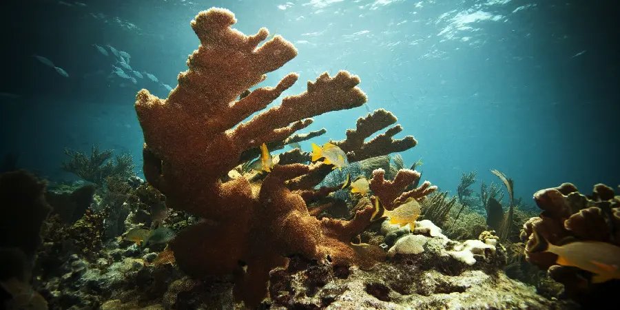 Full HD photo of coral reef in the deep sea 