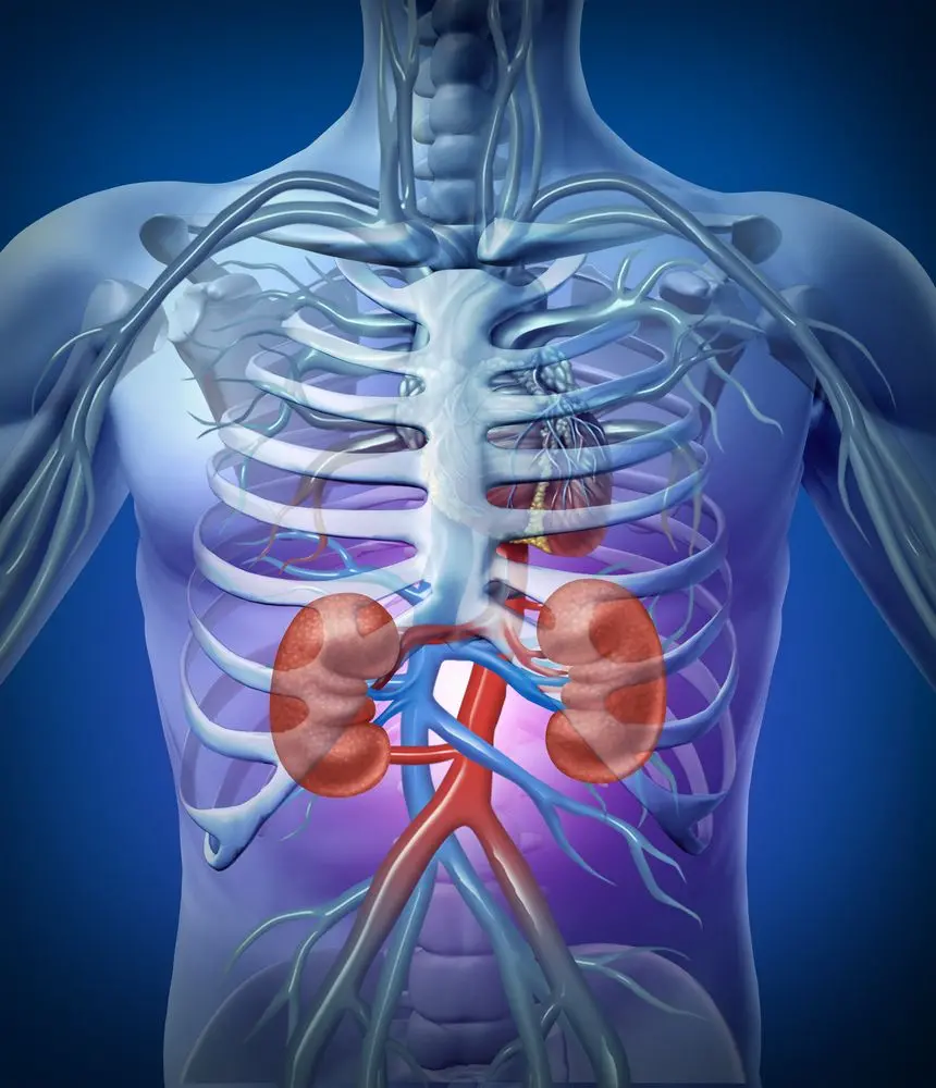 Real Human Kidney Photo in Body with Chest Skeleton