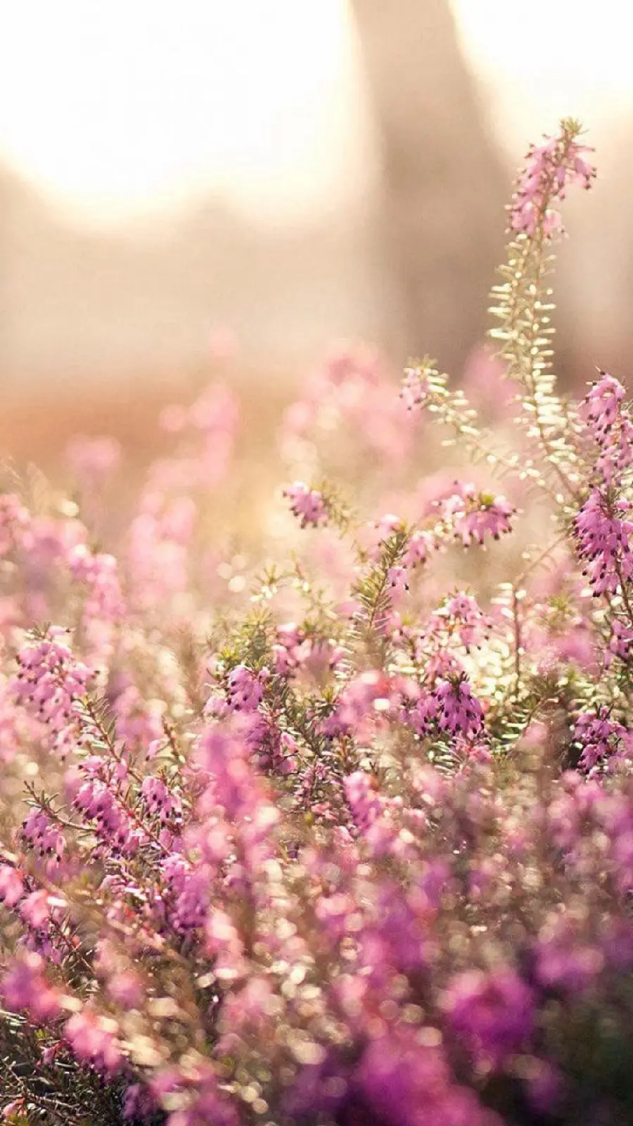 Incredibly beautiful spring-themed wallpaper in high quality