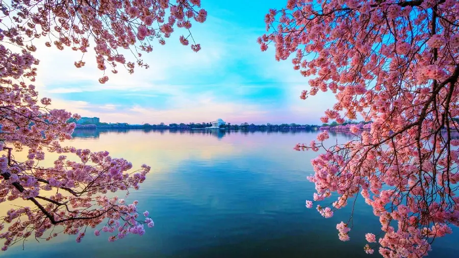 Romantic photo of spring cherry blossoms and blue river for profile and phone background