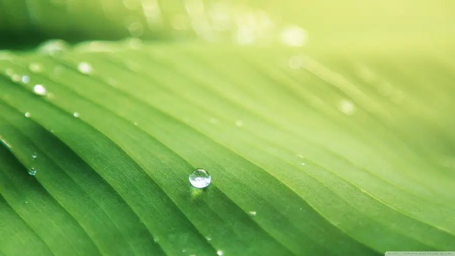 Macro photo of green leaves and raindrops