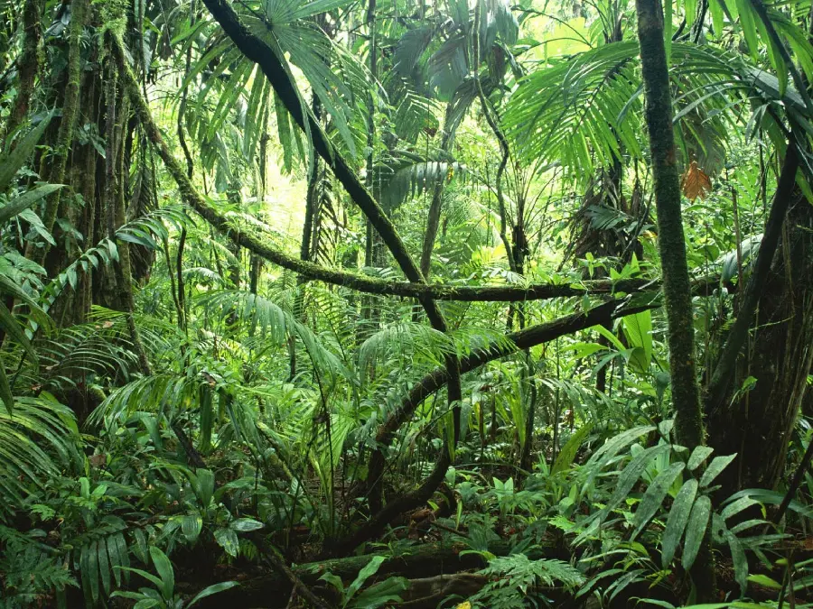 Full HD tropical rainforest photos