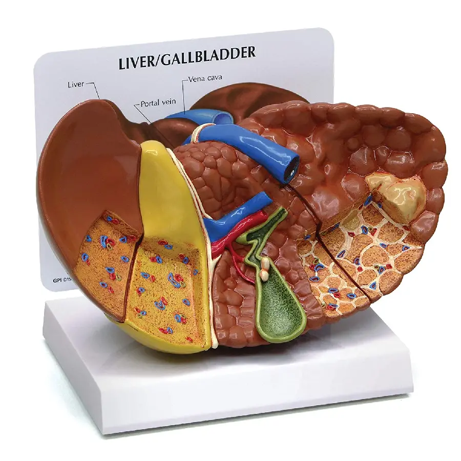 High quality photo of human liver