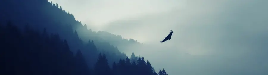Beautiful Eagle Flying Photo for Wide Screen Background