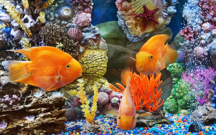Orange butterfly fish and coral reef background