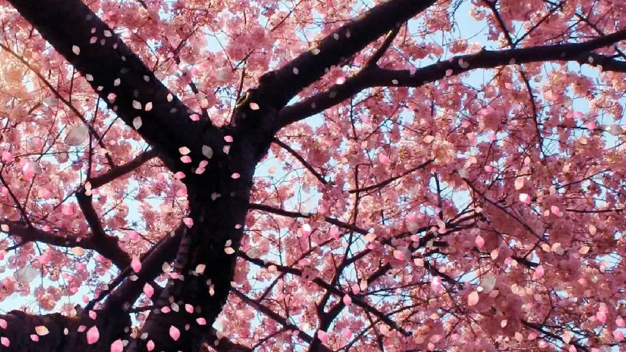 Beautiful image of spring cherry blossoms in Japan for profile