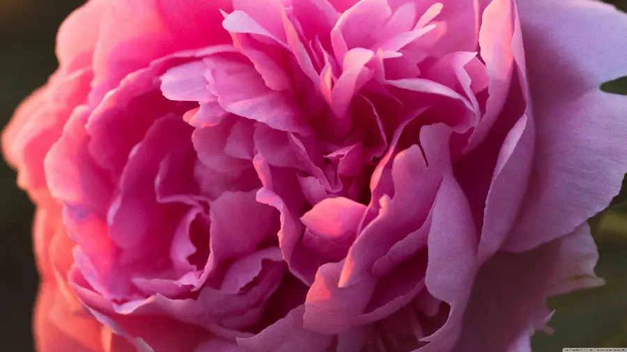 Macro photo of a peony with an attractive pink color