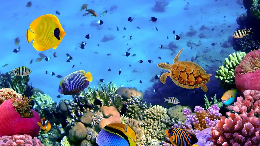 Coral reef covered with fish and turtles