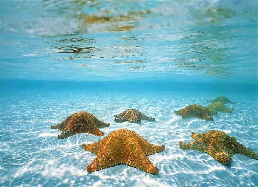 Starfish photo of the wonders of the depths under water in high quality