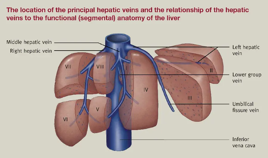 Photo of human liver for writing ISI article