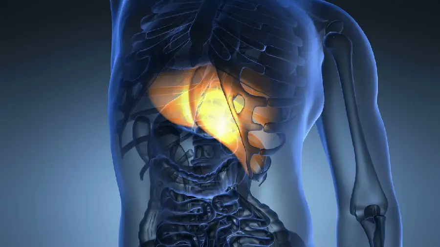 Photo of the liver for use in educational and medical books
