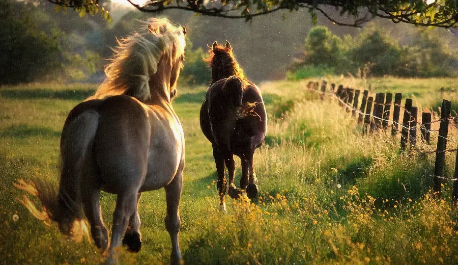 Beautiful horse photo for 4k wallpaper