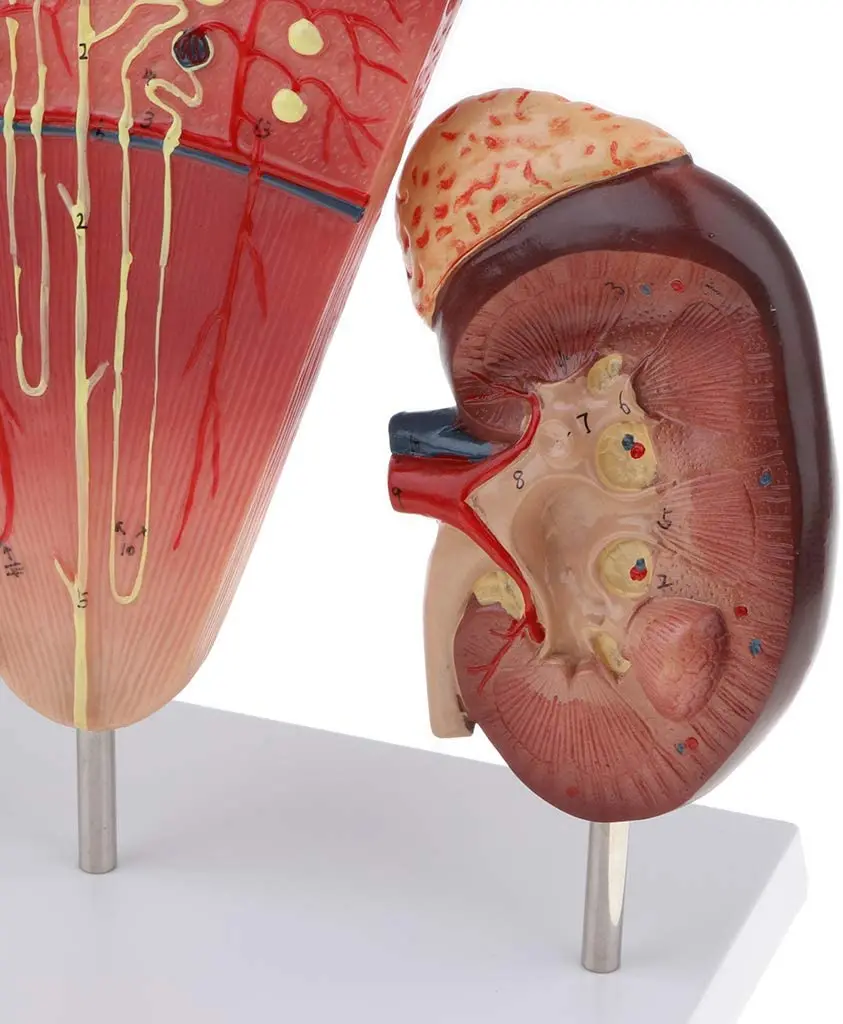 Image of a human kidney model