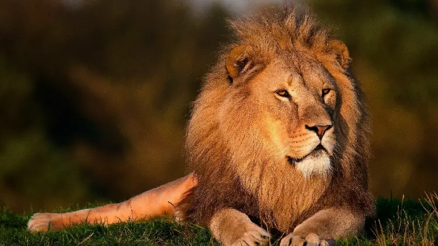 Awesome photo of the king of the jungle
