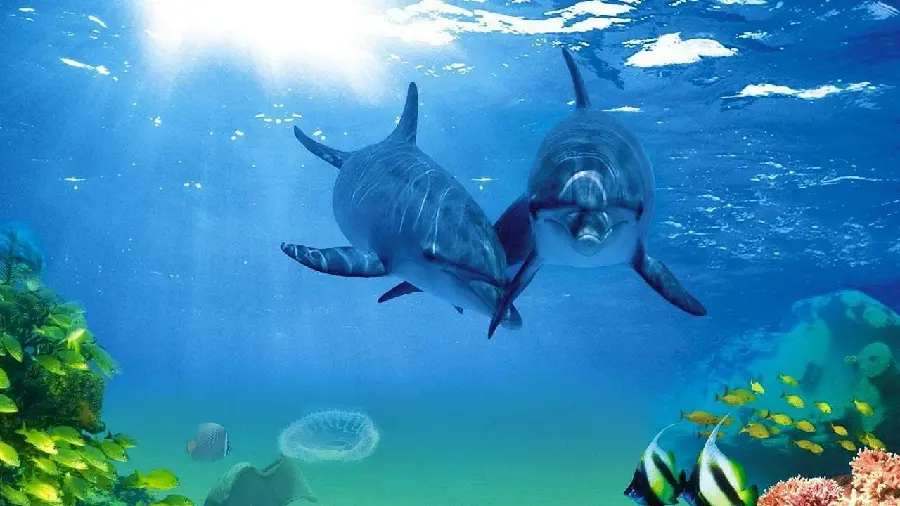 A very beautiful photo of ocean fish and two dolphins