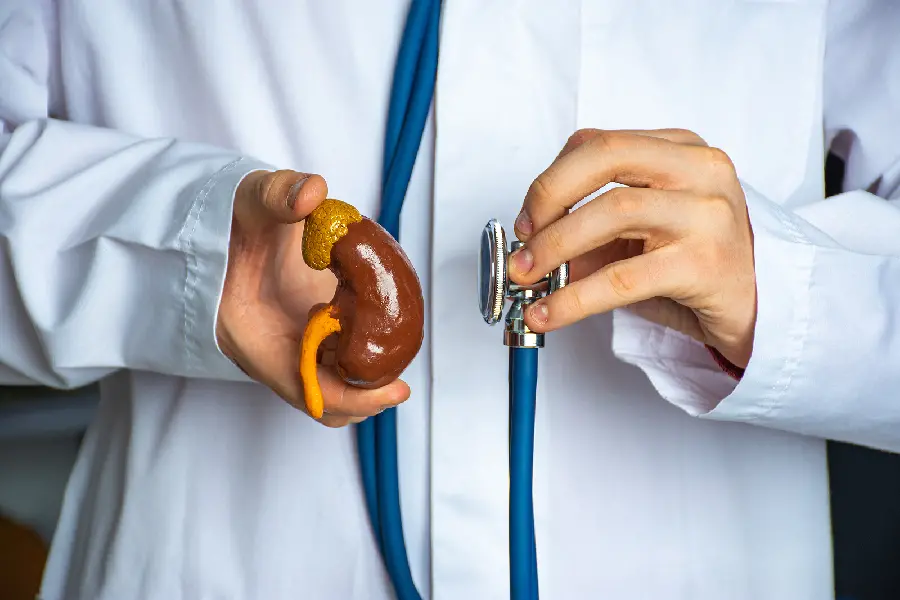 Photo of kidney in the hands of an internal medicine specialist