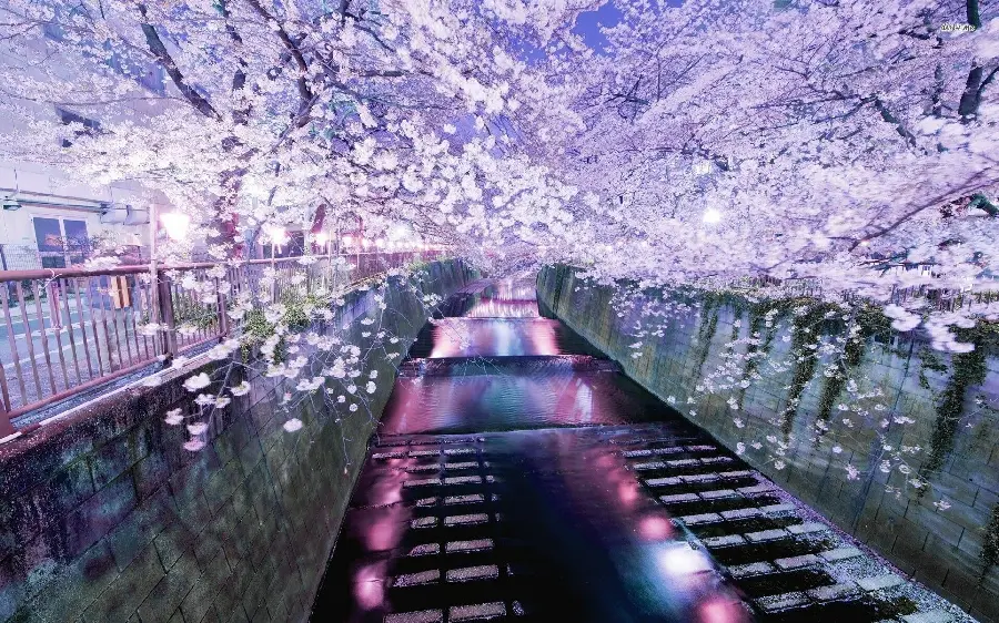 Photo of the beautiful cherry blossom tree in Tokyo, Japan for profile and phone background