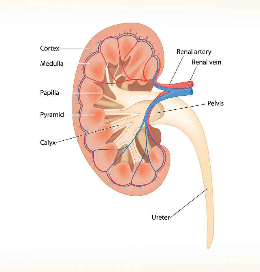 Human Kidney Photo in HD Quality