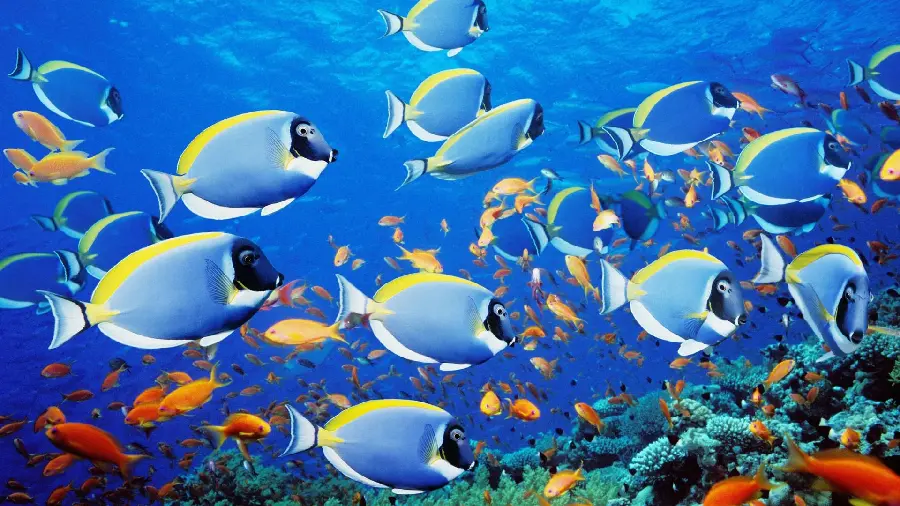 Blue Ocean Fish Gathering Photo Background
