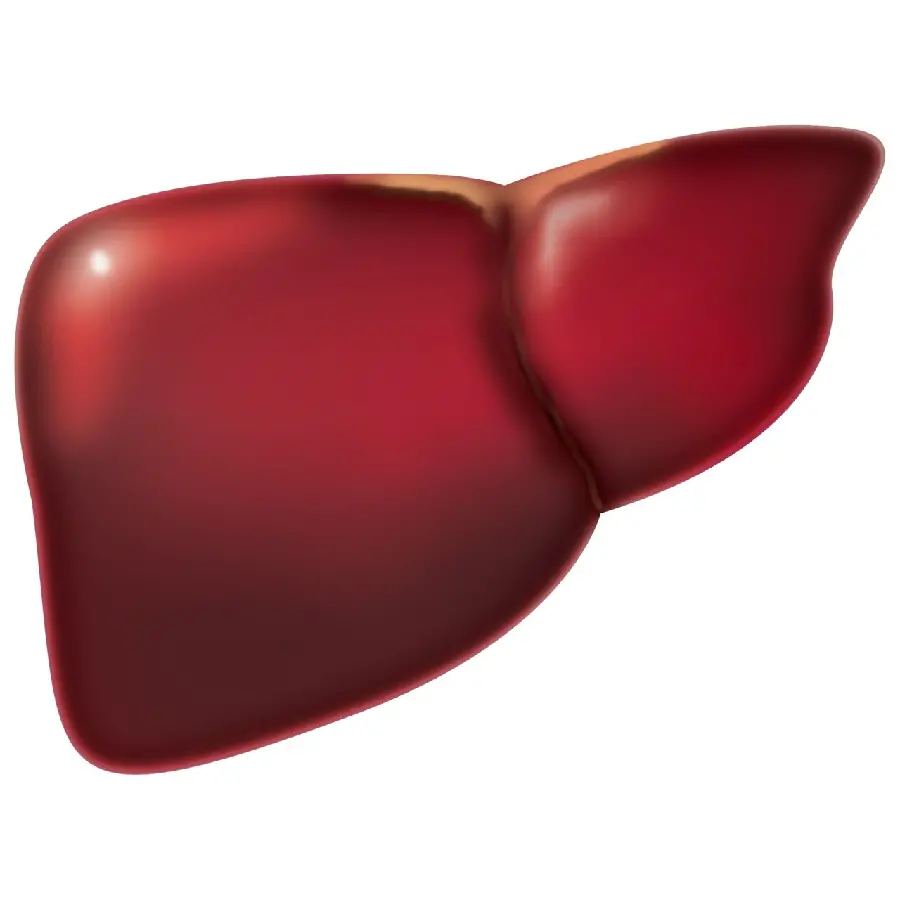 Photo of human liver with white background