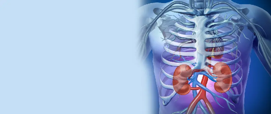 Real Human Kidney Background Photo with Good Quality