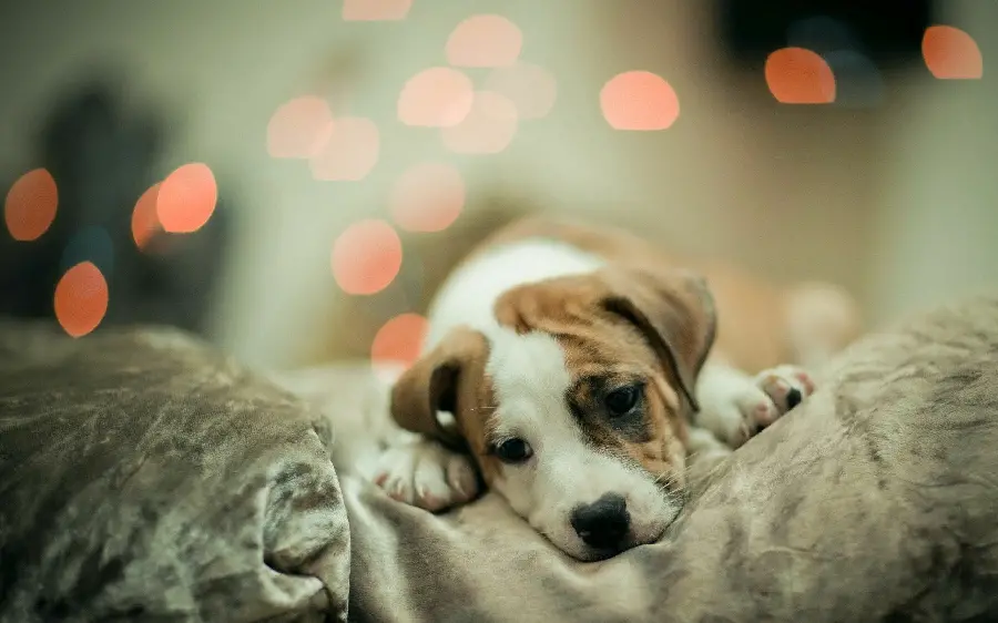 Download tired and lazy spotted dog wallpaper
