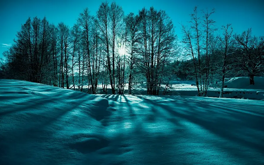 Photo of a snowy tree in winter with HD quality