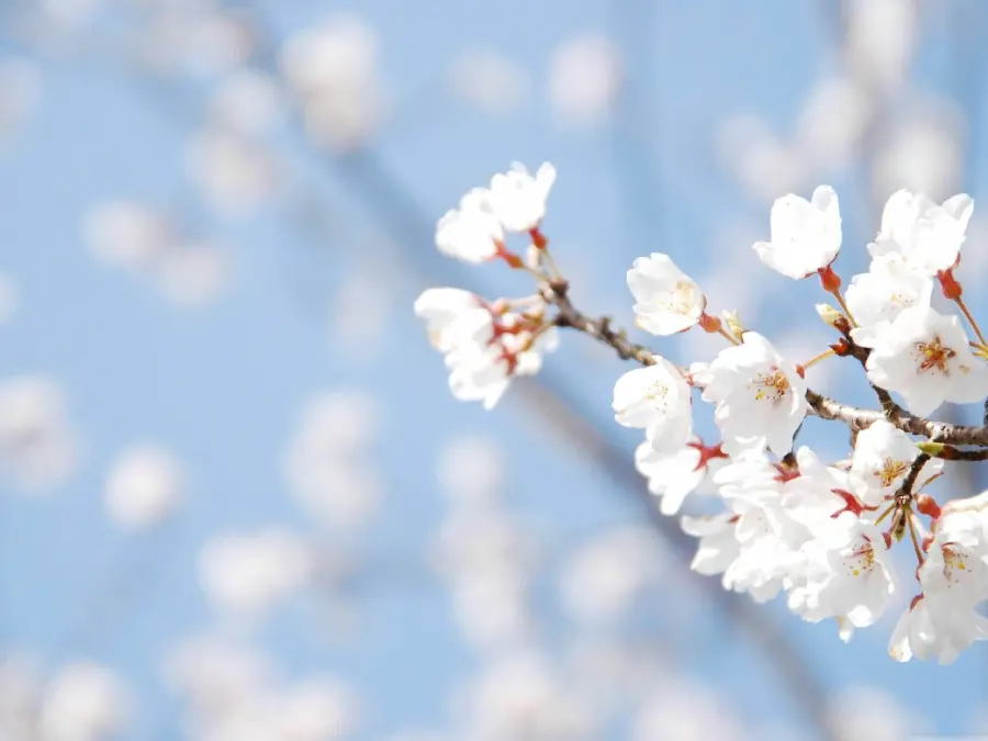 Beautiful photo of spring and beautiful cherry blossoms for phone background