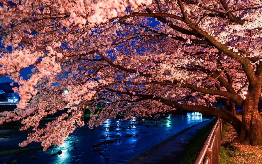 Spring cherry blossom photo for WhatsApp and Insta profile with FULL HD quality