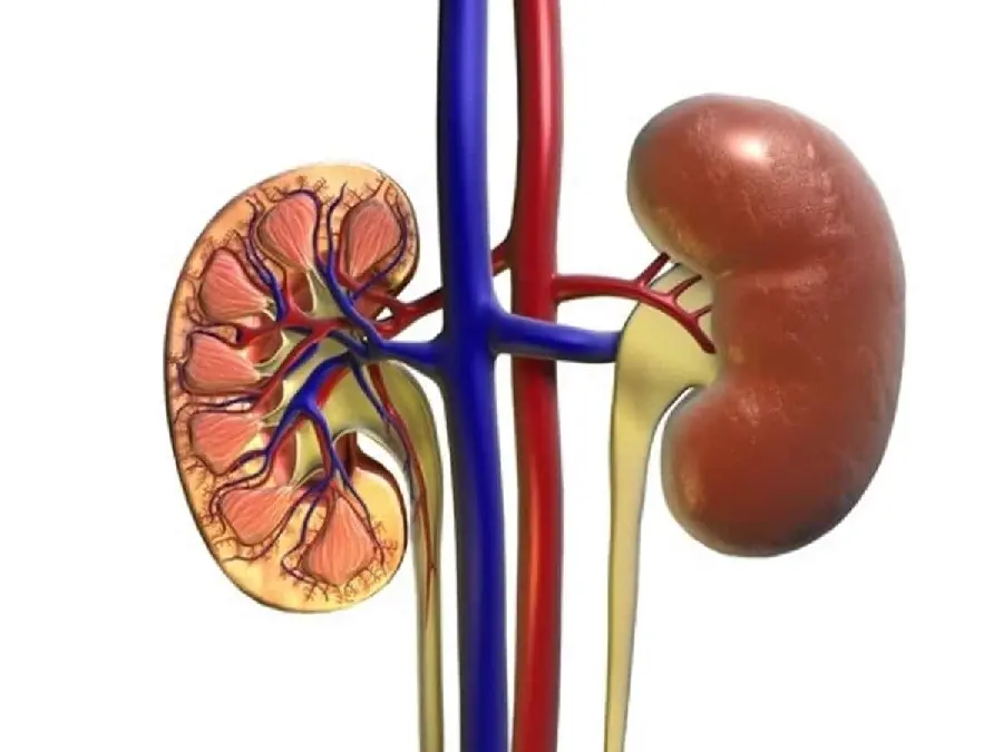Photo of human kidneys in color with a light background