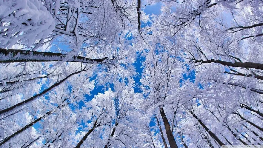 A very beautiful and spectacular photo of winter nature for a mobile theme from a different and artistic perspective