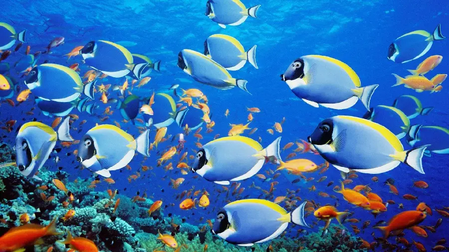 Full HD photo of ocean fish the same color as the sea