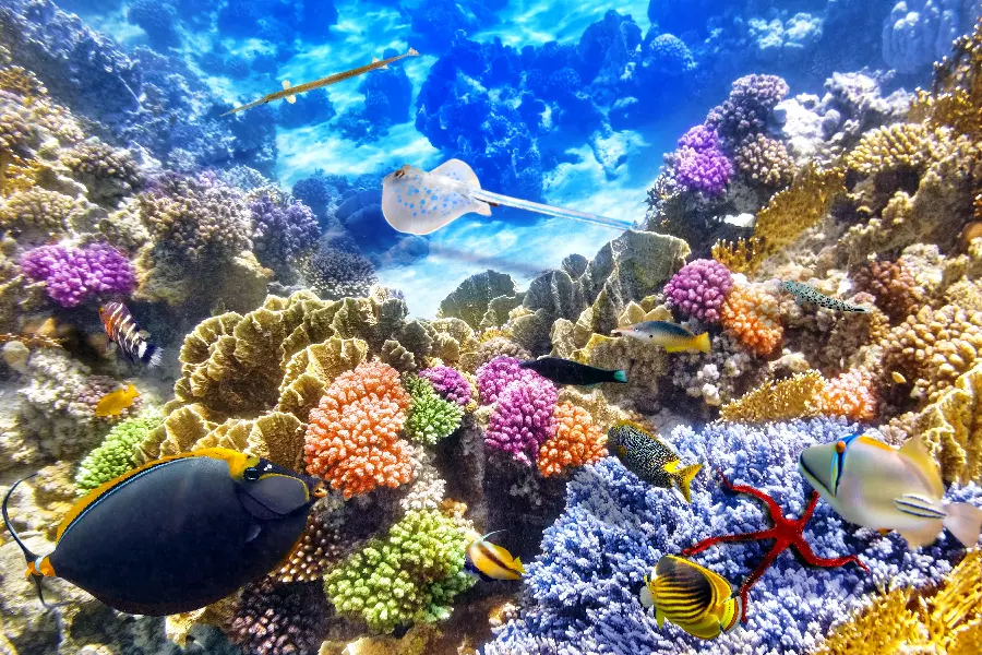 Fish next to the coral reef underwater 
