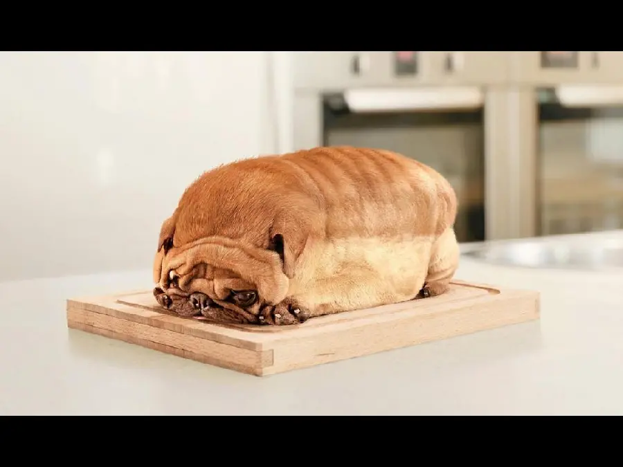 Interesting photo of a dog shaped like bread