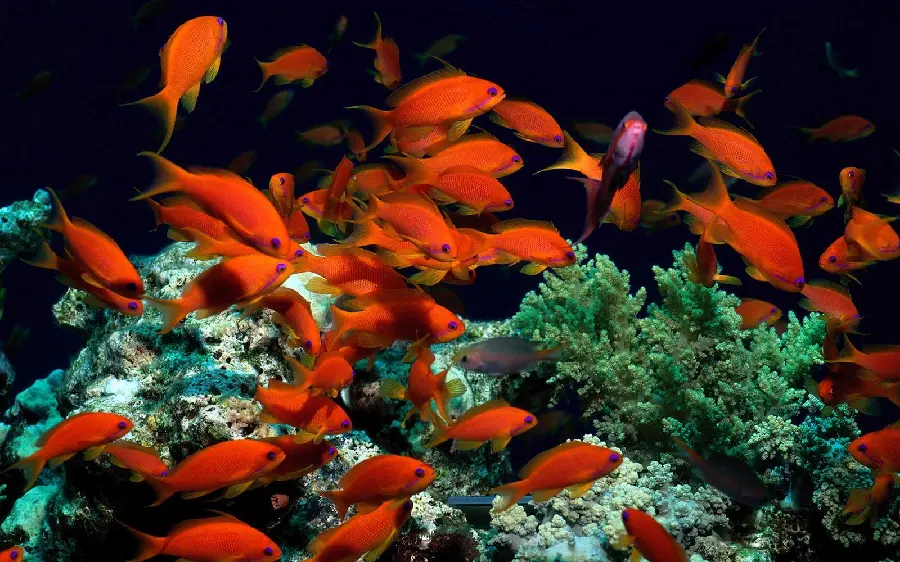 Big Grundy of the Photo of Goldfish in the Ocean