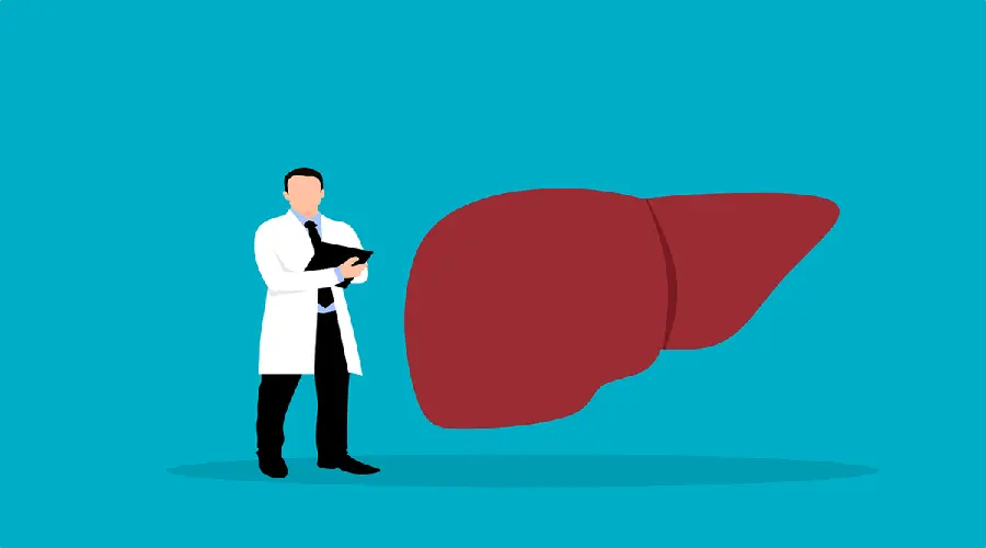 Photo of human liver next to an internal medicine doctor